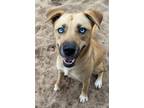 Adopt Lexi and Freddie a Tan/Yellow/Fawn - with Black Black Mouth Cur / Husky /