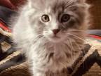 Grey And White Male Maine Coon