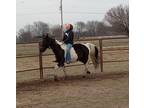 Gentle Black and White Spotted Saddle Horse Mare