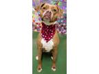 Adopt Lois Lane a Brown/Chocolate American Staffordshire Terrier / Boxer / Mixed