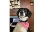 Adopt PA/Sidney a Black - with White Brittany / Border Collie / Mixed dog in