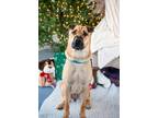 Adopt Roxi a Shar Pei / Golden Retriever / Mixed dog in Greater Napanee