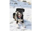 Adopt RALPHINA a Black - with White Collie / Mixed dog in Fruit Heights