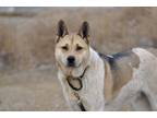 Adopt Mila a Brown/Chocolate - with White Akita / Shepherd (Unknown Type) dog in