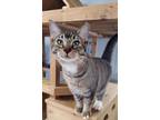 Adopt Cat 23021 (Snickers) a Tabby