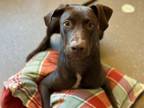 Adopt RILEY a Labrador Retriever, Doberman Pinscher