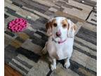 Adopt Blondie - Fostered in Omaha a Beagle