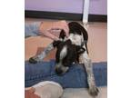 Adopt LITTER OF 8 PUPS a Australian Cattle Dog / Blue Heeler, Pit Bull Terrier