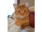 Adopt Little One Campbell a Domestic Short Hair, Tabby