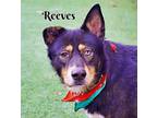 Adopt Reeves a Rottweiler, Mixed Breed