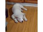 White puppy husky