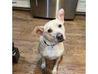 Adopt Sadie - IN HOME a American Staffordshire Terrier