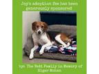 Adopt Joy a Treeing Walker Coonhound