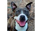 Adopt Stardust a Boston Terrier, Mixed Breed