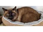 Adopt Henry a Siamese