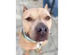 Adopt Ziggy - Foster or Adopt Me! a American Staffordshire Terrier