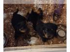 Rottweiler PUPPY FOR SALE ADN-513493 - Puppies Rotties