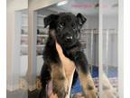 German Shepherd Dog PUPPY FOR SALE ADN-513703 - AKC Registered German Shepherd