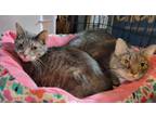 Adopt PAIR Tequila and Mary Jane (5 years old) a Domestic Short Hair