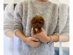 Poodle (Toy) PUPPY FOR SALE ADN-513377 - Introducing Fendi