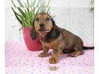 Dachshund PUPPY FOR SALE ADN-513557 - Adorable ACA Dachshund Puppies Available
