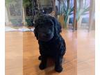 Goldendoodle PUPPY FOR SALE ADN-513941 - Fun Loving Home Raised Golden Doodle