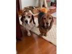 Adopt Ruthie & Oscar a Basset Hound, Beagle