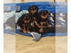 Cavalier King Charles Spaniel PUPPY FOR SALE ADN-513744 - BEAUTIFUL AKC RUBY