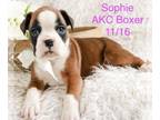 Boxer PUPPY FOR SALE ADN-513938 - Litter of AKC Champion Line Boxer Pups