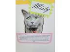 Adopt Misty Mew a Domestic Short Hair