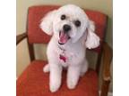 Adopt CADY a Poodle