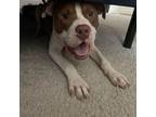 Adopt Rubble a American Staffordshire Terrier