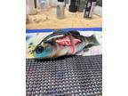 fishing lures. Custom painted - Opportunity