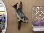 Fabulous Large Mouth Bass Taxidermy Wall Mount - - Opportunity