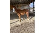 2021 AQHA registered filly