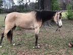 Flashy buckskin 13.2 hand pony 6 year old could go any way you like
