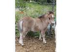 Buckskin Mini colt