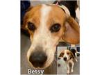 Adopt Betsy a Beagle