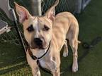 Adopt FAWN a Pit Bull Terrier, Mixed Breed