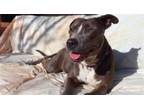 Adopt MADELEINE* a Pit Bull Terrier, Mixed Breed
