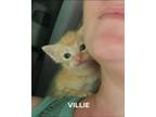 Adopt Villie a Domestic Mediumhair / Mixed (short coat) cat in El Dorado