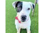 Adopt Penguin a Jack Russell Terrier