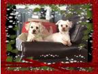 Adopt Izzy and Toohey a Maltipoo
