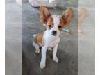 Papillon PUPPY FOR SALE ADN-514115 - ICA Registered Papillon For Sale