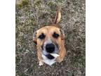 Adopt Willy a Hound, Mountain Cur