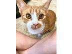 Adopt Kim Possible a Tabby