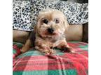 Adopt Maple a Yorkshire Terrier