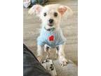 Adopt *Blaze Pumpkin a White Pomeranian / Toy Poodle / Mixed dog in Pittsburg