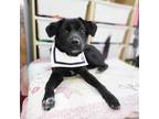 Adopt Dondon a Black Labrador Retriever / Mixed dog in Vancouver, BC (36728430)
