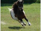 MINIATURE HORSE (2 for 1)